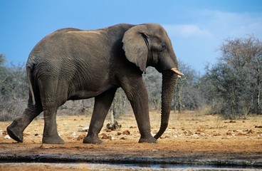 Naklejka na ściany i meble African Elephant (Loxodonta Africana) walking on savannah