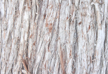 Incredibly beautiful texture of wood with many veins. The bark of the Thuja tree. Old thuja for the background. Tree bark