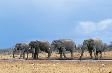 Fototapeta premium Four African Elephants (Loxodonta Africana) in a row