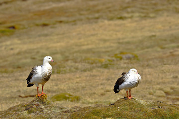 Pair of Andean goose (Chloephaga melanoptera) perched on the grassland in its natural environment in the puna.