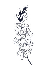 gladiolus stem with flowers. eps10 vector illustration. hand drawing