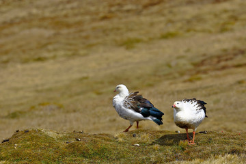 Pair of Andean goose (Chloephaga melanoptera) perched on the grassland in its natural environment in the puna.