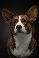 portrait of a dog on a dark background.  welsh corgi cardigan in the studio