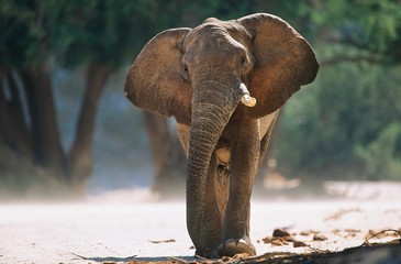 Obraz na płótnie Canvas African Elephant (Loxodonta Africana)