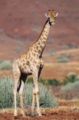Naklejka na ściany i meble Maasai Giraffe (Giraffa Camelopardalus) on savannah