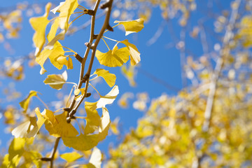 黄金色の太原イチョウ並木と青空(福岡県）