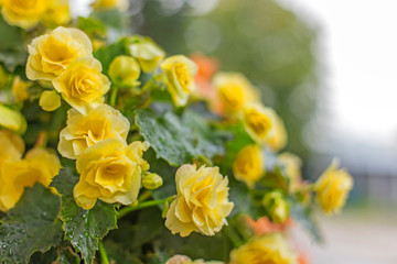 Pattern of beautiful natural yellow and orange begonia flowers texture full blooming in flower garden for background and wallpaper. Close-up Beautiful yellow big begonias. 