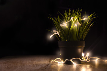  Flower in a pot in the Christmas lights concept business tree
