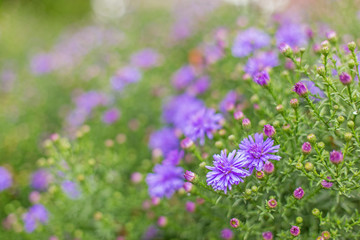 Fototapeta premium Autumn aster flowers, selective focus. Alpine Aster (Aster alpinus) . Decorative garden plant with purple flowers. Floral background and natural pattern with violet aromatic aster. 