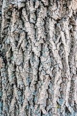 Image of bark pine tree. natural background, texture. Tree bark in the background.