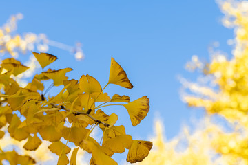 黄金色の太原イチョウ並木と青空(福岡県）