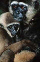 Squirrel Monkey embracing young close-up