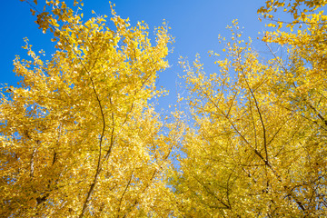 黄金色の太原イチョウ並木と青空(福岡県）
