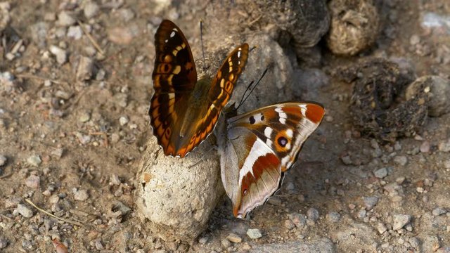 Lesser purple emperor butterfly (Apatura ilia iris) feeding on feces