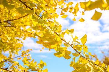 黄金色の太原イチョウ並木と青空(福岡県）