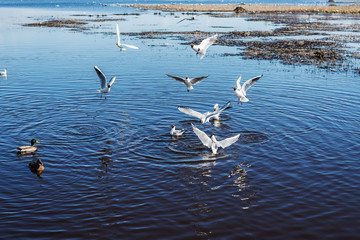 seagulls on the lake on a spring day