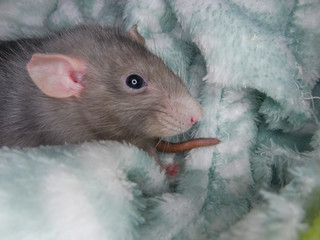  Pet rat in her cozy blankets