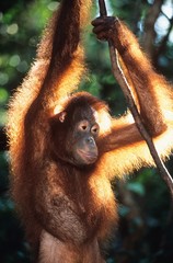 Orangutan hanging in trees