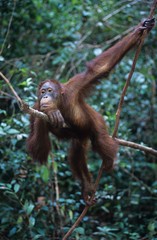 Orangutan hanging in trees