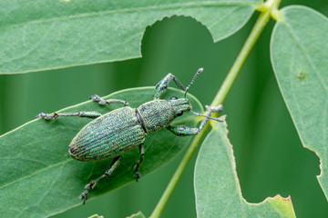 green insects on green leaves,green weevil,hypomeces squamosus hab