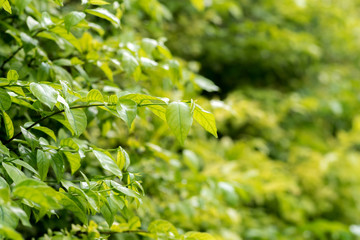 close-up of green leaf on bokeh background,selective focus