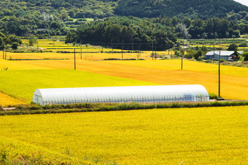 Greenhouse from polythene plastic on an agricultural field.