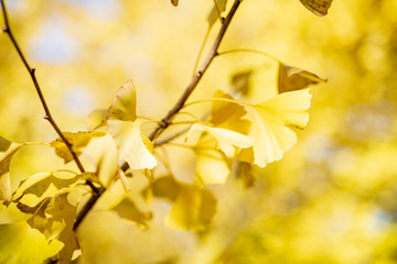 黄金色の太原イチョウ【福岡県】