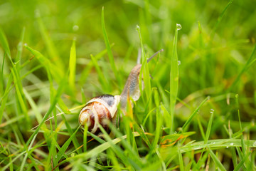 A snail crawls through the wet grass
