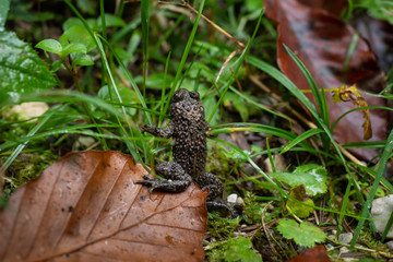 Close-up of a frog sitting in the forest