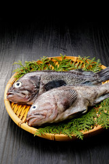 真ぞい　Japanese fox jacopever 