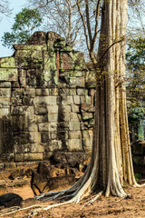 Angkor Wat Landscape of Koh Ker Cambodia
