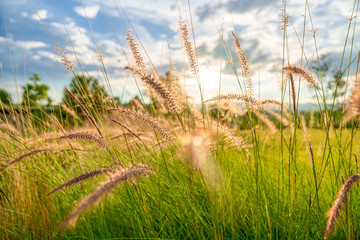 Beautiful golden grasses background blue sky clouds green garden sunrise  sunset sun shine silhouette light idea travelling backpacker guiding  backpacking camping campfire hiking relaxing resting