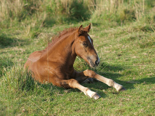 Fototapeta premium Chestnut Foal