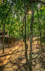 Obraz premium Kbal Spean Jungle Walk national park in Cambodia