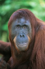 Orangutan close-up