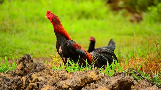 Chicken eating in nature