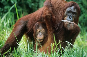 Orangutan holding young in grass © MDBPIXS