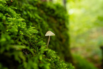 Mushrooms grow wild in the forest