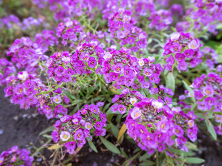 purple little alissum flowers with blurred bokeh close up