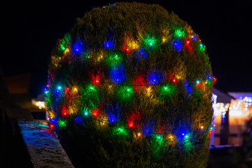 Christmas lights strung on a bush