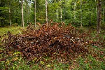 Cut-off remains of wood are scattered in the forest