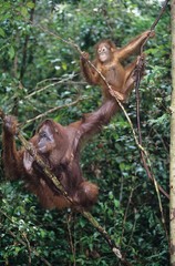 Two Orangutans hanging in trees
