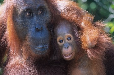 Orangutan embracing young close-up