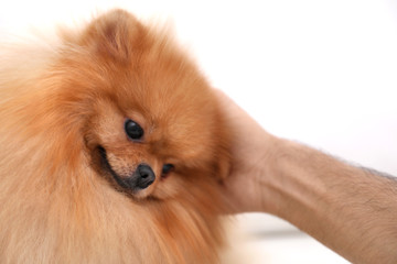 Young man and beautiful Pomeranian spitz dog on white background, closeup