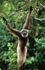 Squirrel Monkey hanging from tree