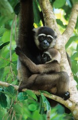 Squirrel Monkey embracing young in tree