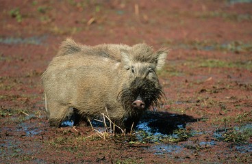 Warthog in mud