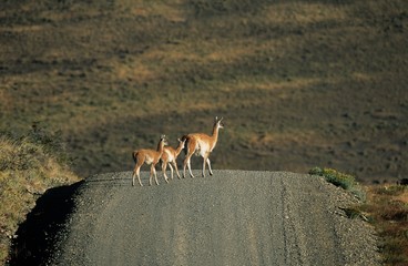 Llamas crossing rural road