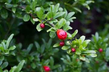 the tree or the red twig of pomegranate, and fresh flowers. Pomegranate is a fruiting deciduous shrub.
