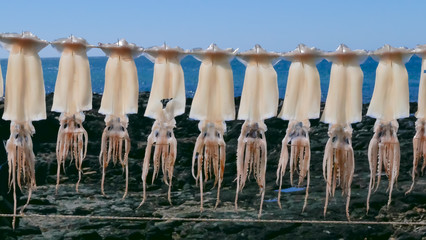 오징어인가 한치인가